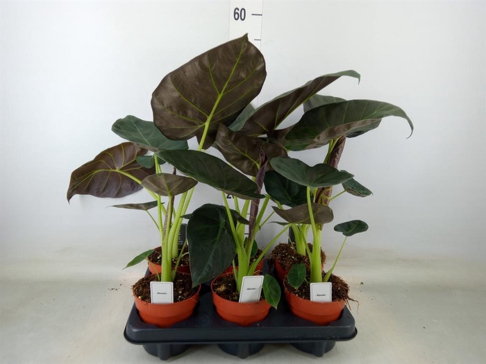 <h4>Alocasia  'Regal Shields'</h4>