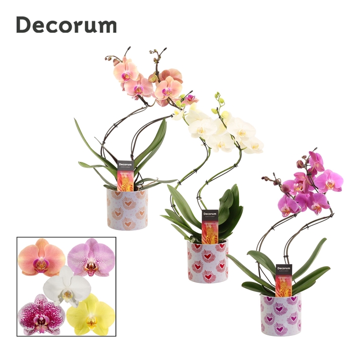 <h4>Phalaenopsis hurricane mix in Nine (Bubblicious-collection)</h4>