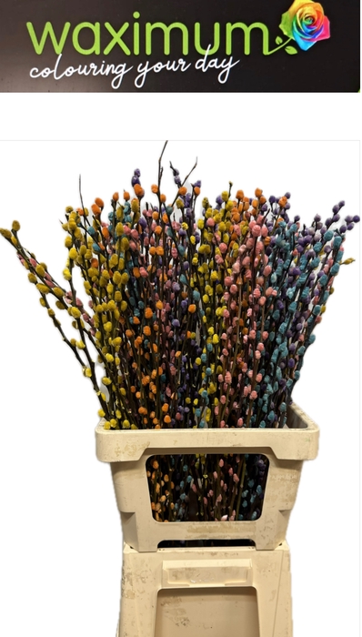 <h4>KATJES SUMMER MIX</h4>