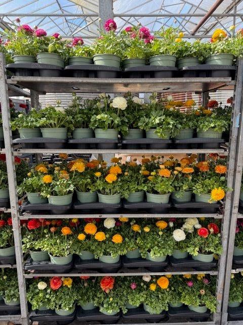 <h4>RANUN SPRINK DW GEM</h4>