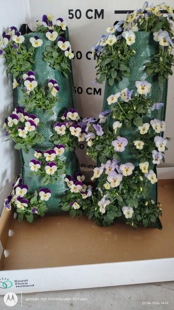 <h4>VIO CORNUTA</h4>