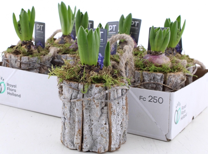 <h4>ARR HYACINTH</h4>