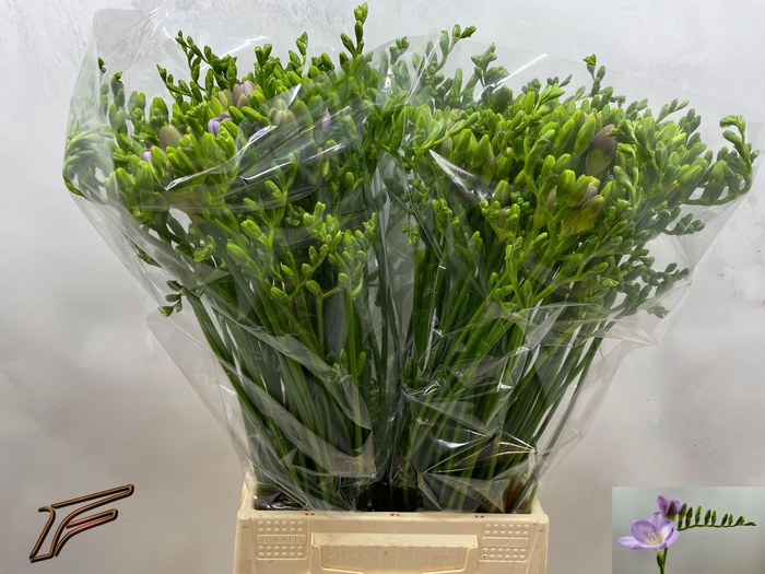 <h4>FR EN BOHEMIAN</h4>