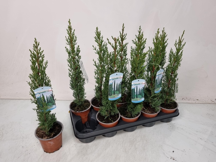 <h4>CUPRES SE TOTEM</h4>