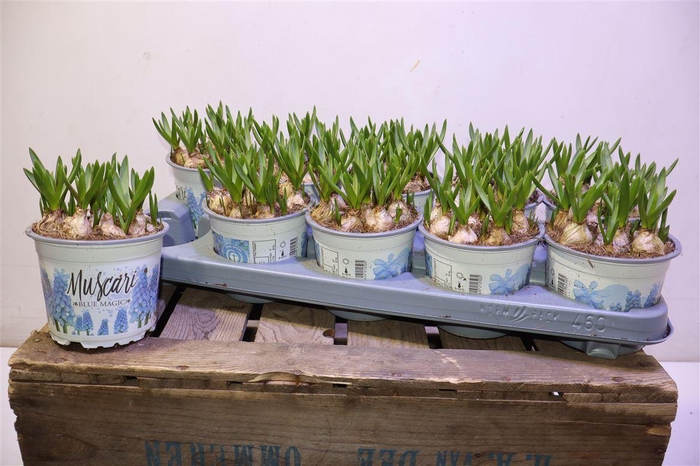 <h4>Muscar Blue Magic</h4>