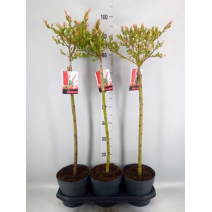 Salix integra 'Flamingo'