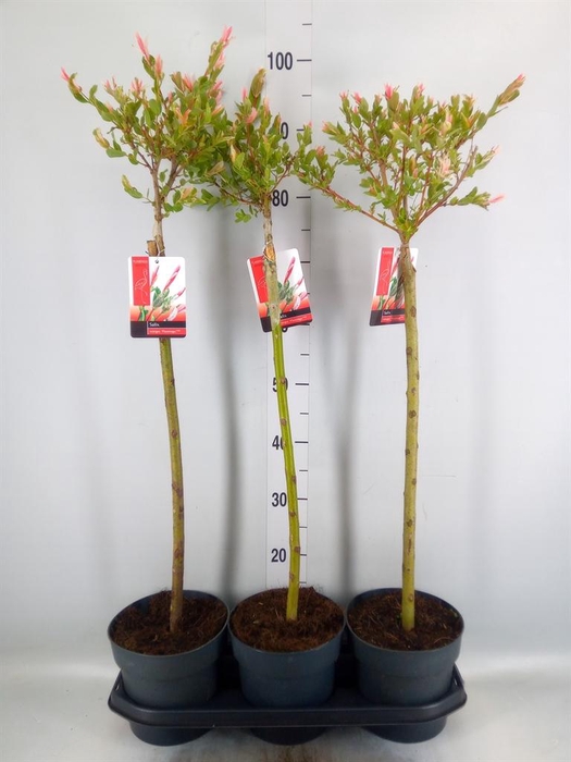 <h4>Salix integra 'Flamingo'</h4>