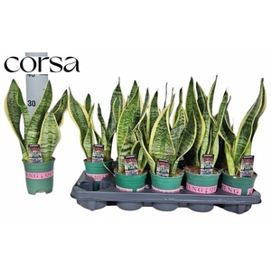 SANSEV FUTURA SUPERB