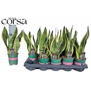 SANSEV FUTURA SUPERB