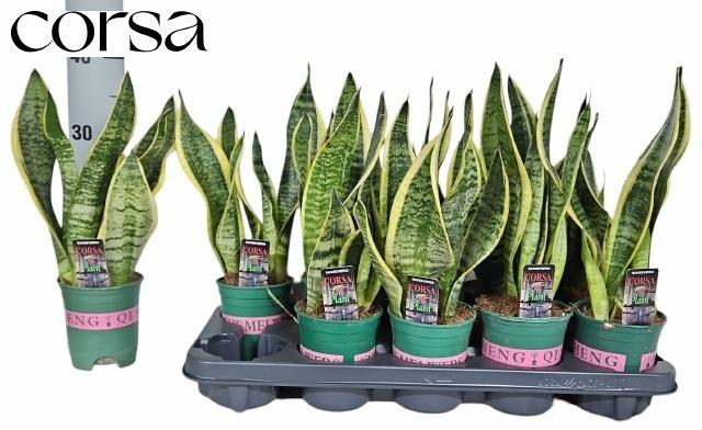 <h4>SANSEV FUTURA SUPERB</h4>