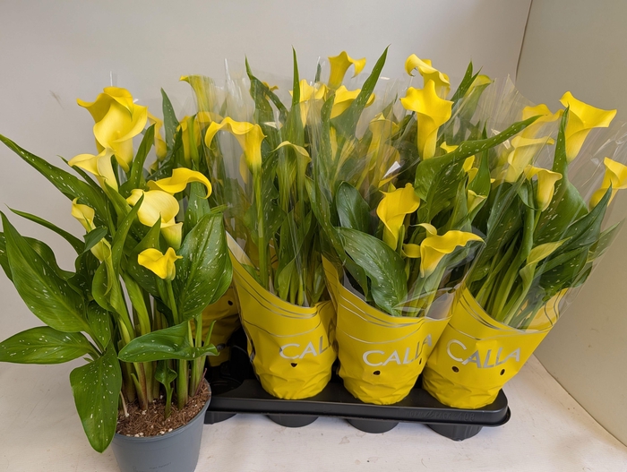 <h4>ZANT SUNCLUB</h4>