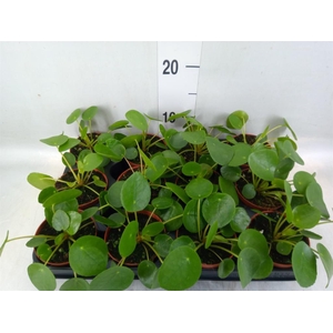 Pilea peperomioides