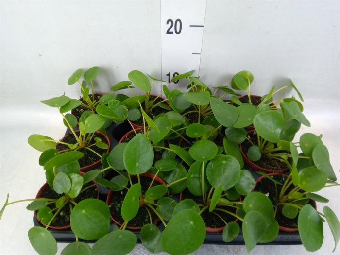 <h4>Pilea peperomioides</h4>