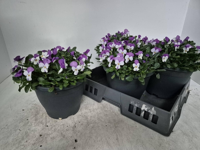 <h4>Vio Co Em Pink Wing</h4>