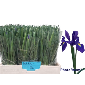 IRIS BLUE MAGIC