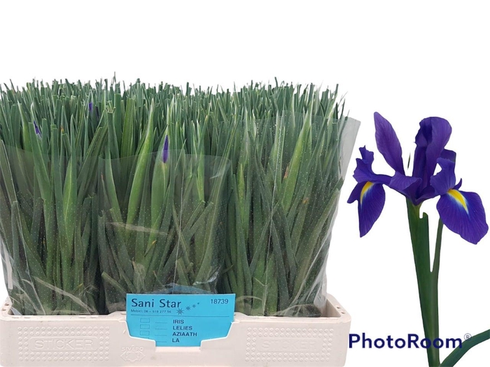 <h4>IRIS BLUE MAGIC</h4>