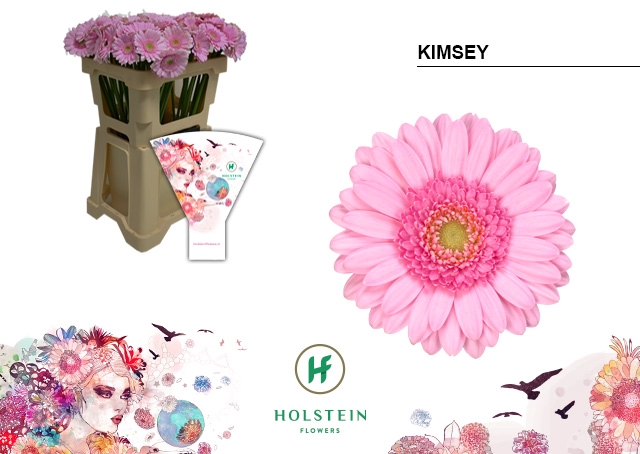 <h4>GE MI Kimsey emmer hoes x80</h4>