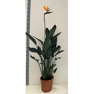 STRELITZIA REGIN BL