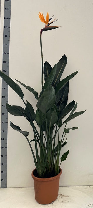 <h4>STRELITZIA REGIN BL</h4>