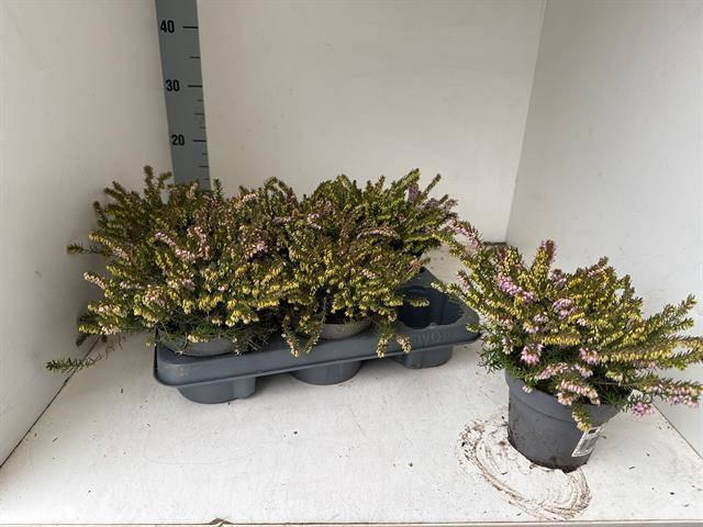 <h4>ERIC DA DARLEY DALE</h4>