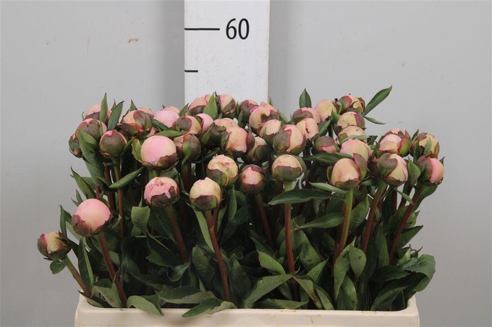 <h4>Paeo L Madame Calot</h4>