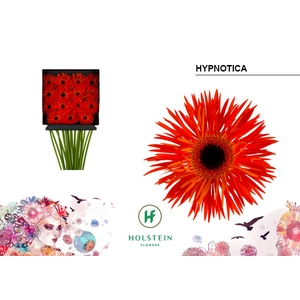 Gerbera Spider Hypnotica Diamond Per Kaart