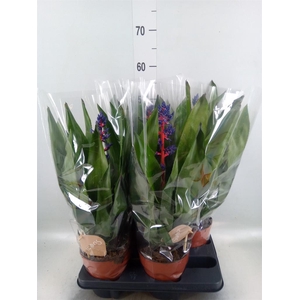 Aechmea   ...