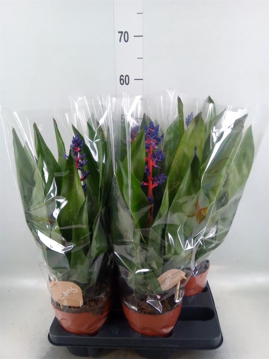 <h4>Aechmea   ...</h4>