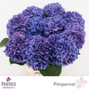 HYDR M CH PIMPERNEL