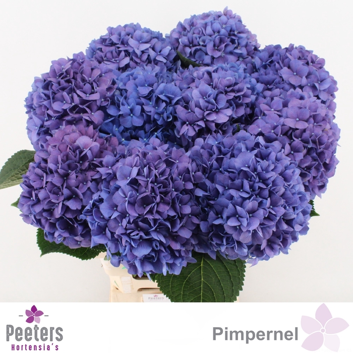 <h4>HYDR M CH PIMPERNEL</h4>