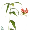 Gloriosa Orange Short