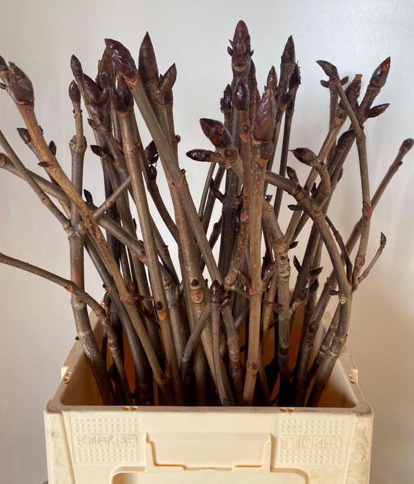 <h4>AESCULUS HIPPOC TAK</h4>