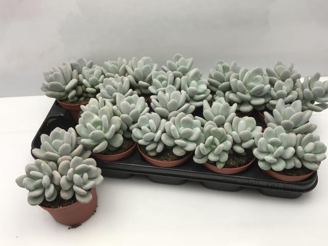 <h4>PACHYPHYTUM OVIFERUM</h4>