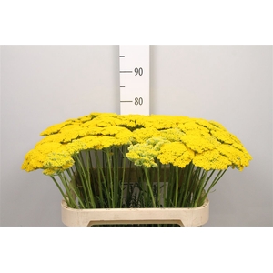 Achil F Parker Variety