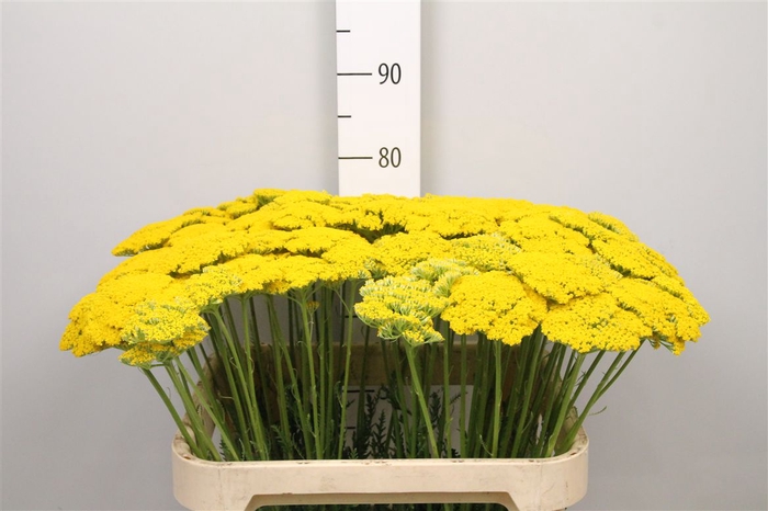 <h4>Achil F Parker Variety</h4>