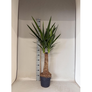 YUCCA