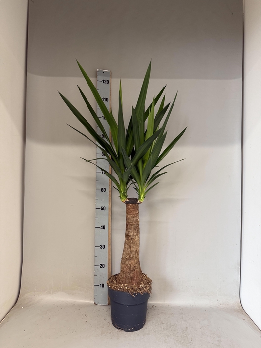 <h4>YUCCA</h4>