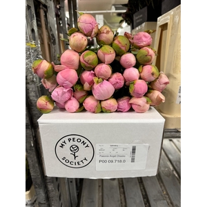 Paeonia Angel Cheeks