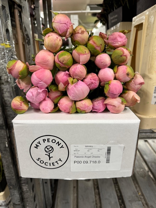 Paeonia Angel Cheeks