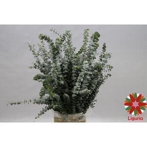 Leaf eucalyptus baby blue per bunch