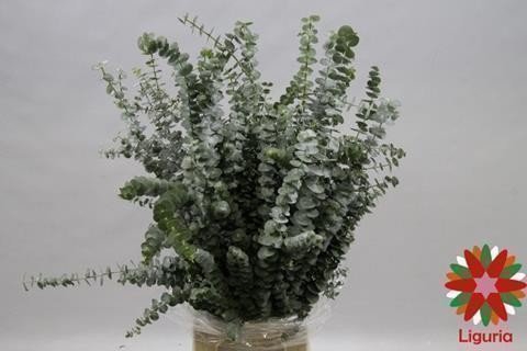 <h4>Leaf eucalyptus baby blue per bunch</h4>