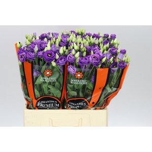Eust Du Rosita Blue 65cm