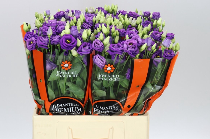 <h4>Eust Du Rosita Blue 65cm</h4>