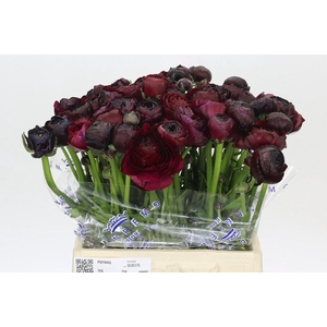 Ranunculus Clooney Nerone Extra