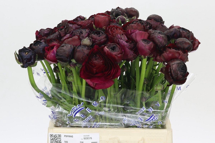 <h4>Ranunculus Clooney Nerone Extra</h4>