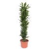 Dracaena Janet Lind