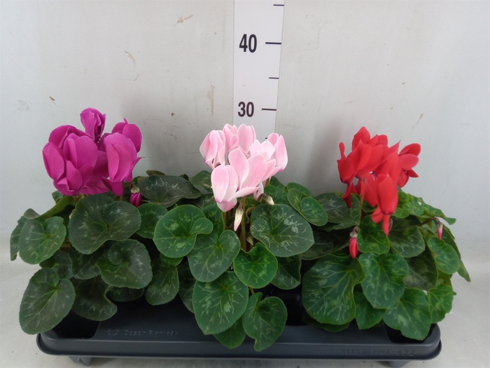 <h4>Cyclamen GR 'XL'</h4>