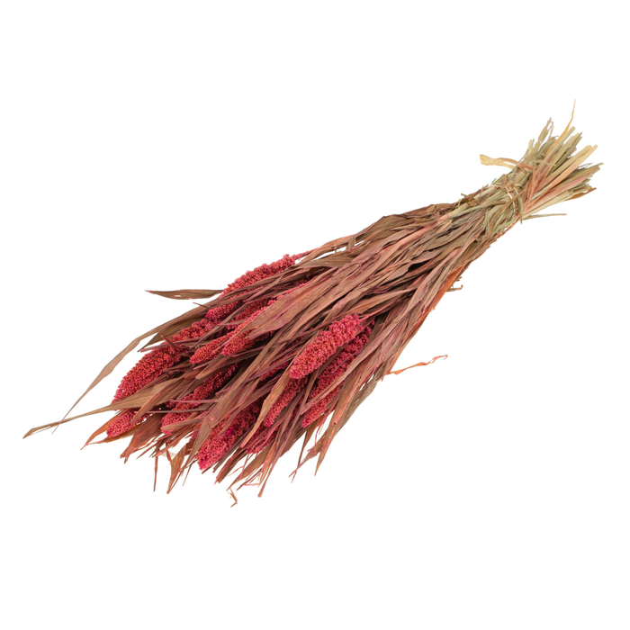 <h4>Setarea Italica Pink</h4>