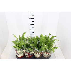 ASPLENIUM CRISPY WAVE P14