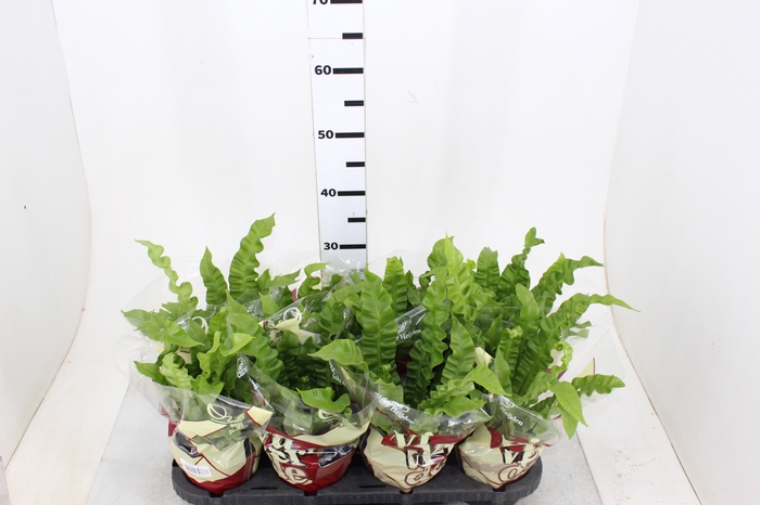 ASPLENIUM CRISPY WAVE P14